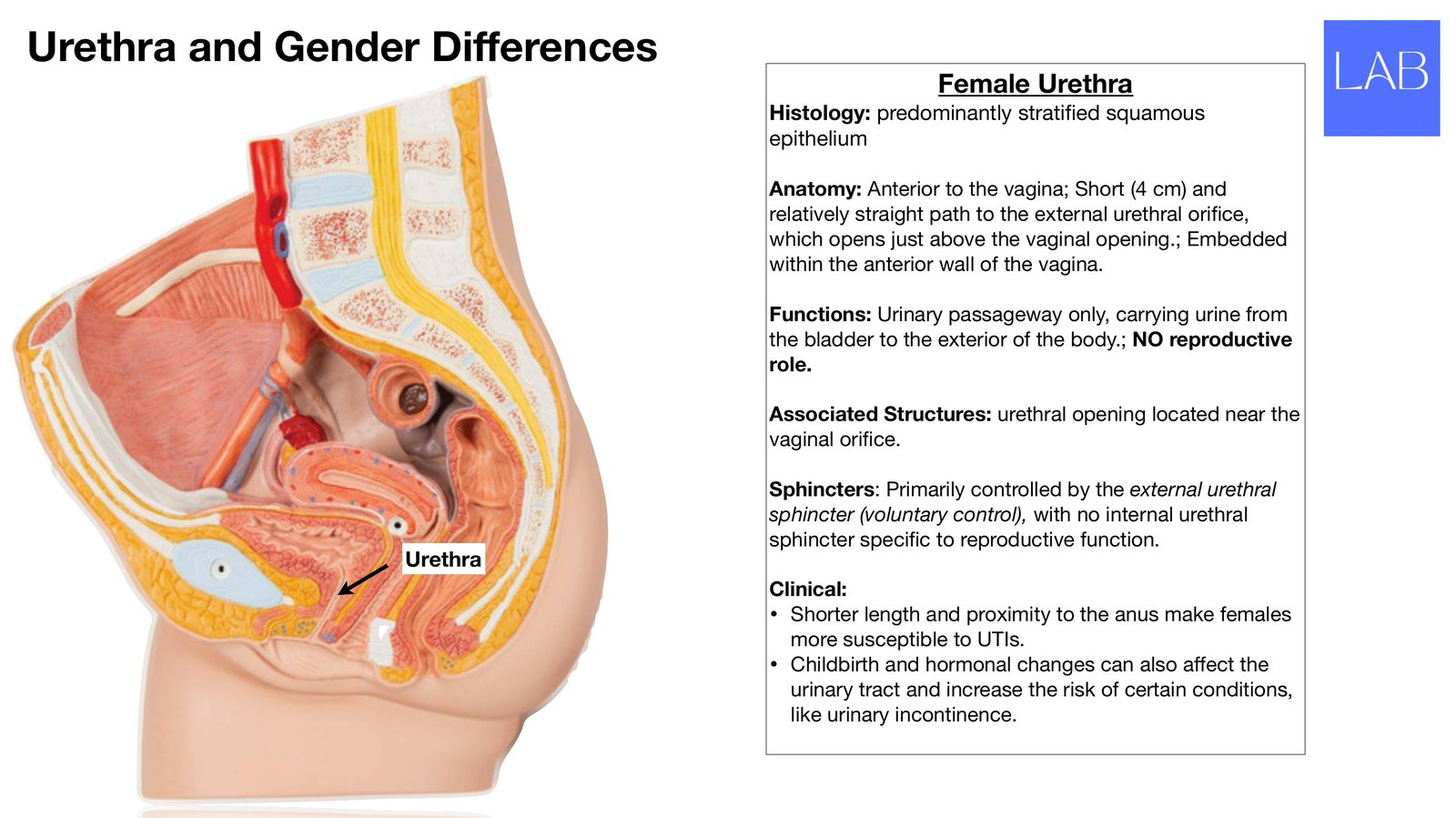 Slide 23 of 28: Urethra and gender differences. Dr. Rennie renal anatomy lecture slide.