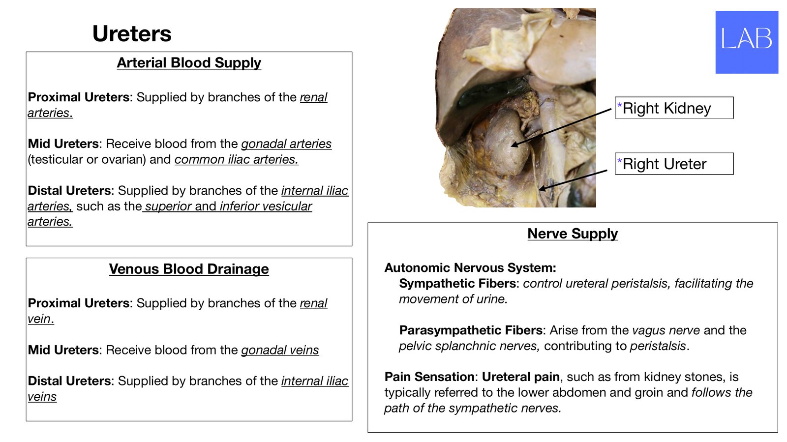 Slide 24 of 28: Ureters. Dr. Rennie renal anatomy lecture slide.