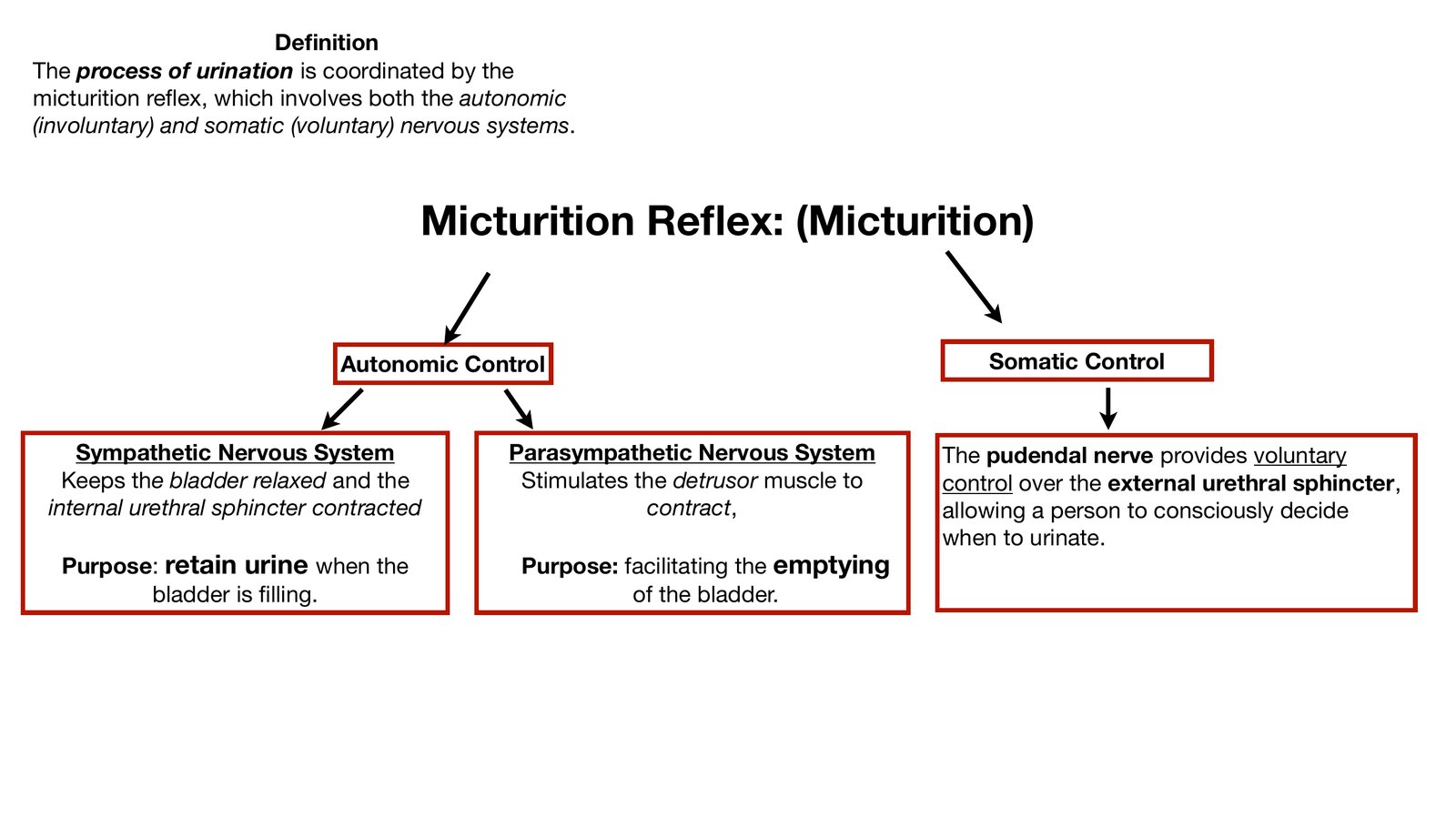 Slide 25 of 28: Urine: definition. Dr. Rennie renal anatomy lecture slide.