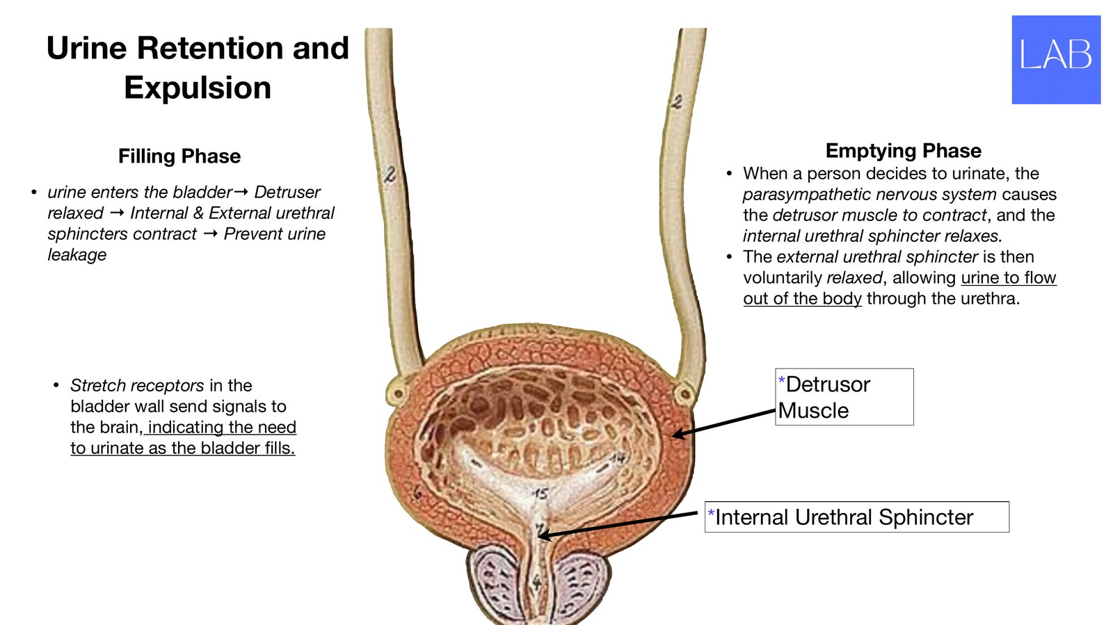 Slide 26 of 28: Urine retention and expulsion. Dr. Rennie renal anatomy lecture slide.