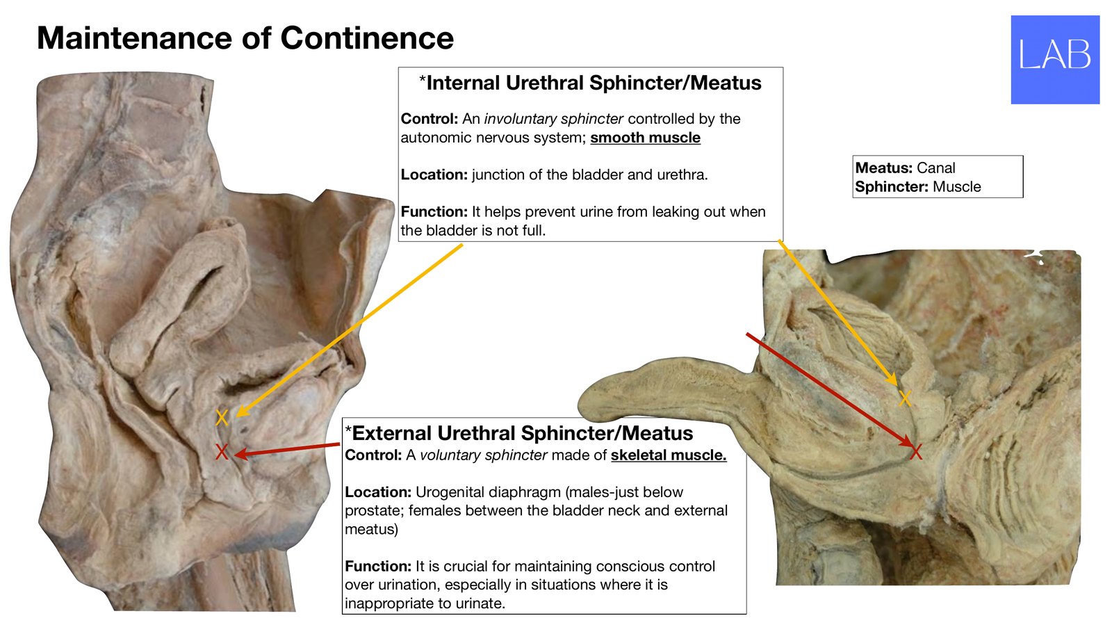 Slide 27 of 28: Maintenance of continence. Dr. Rennie renal anatomy lecture slide.